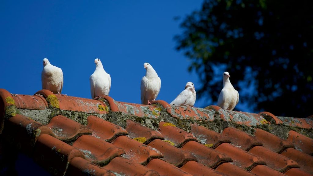 daños que provocan las palomas en los tejados de los edificios y fachadas